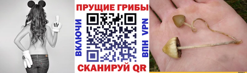 Псилоцибиновые грибы ЛСД  Купить где  Коряжма 